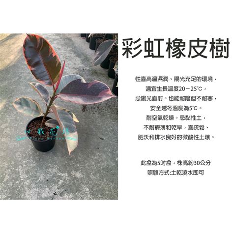 橡膠樹 繁殖|橡皮樹是什麼植物？以及他有什麼特性！還是就是養植方法！